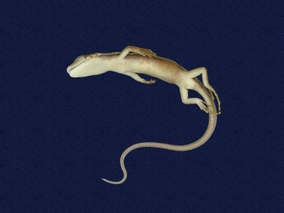 ƦƪԤBǦWG<em>Eumeces elegans</em><br>W١GRsl<br>^W١GElegant five-lined skink