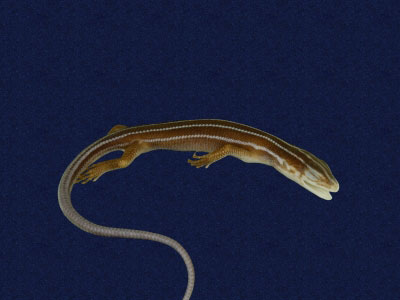 ƦƪԤBǦWG<em>Eumeces elegans</em><br>W١GRsl<br>^W١GElegant five-lined skink