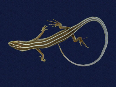 ƦƪԤBǦWG<em>Eumeces elegans</em><br>W١GRsl<br>^W١GElegant five-lined skink