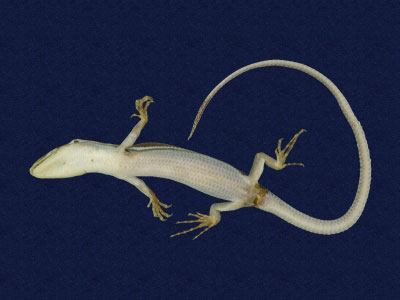 ƦƪԤBǦWG<em>Eumeces elegans</em><br>W١GRsl<br>^W١GElegant five-lined skink