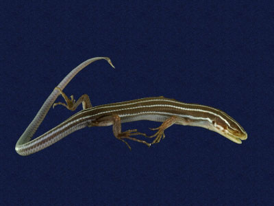 ƦƪԤBǦWG<em>Eumeces elegans</em><br>W١GRsl<br>^W١GElegant five-lined skink