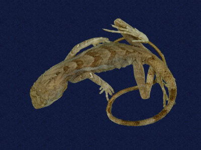 ƦƪԤBǦWG<em>Japalura swinhonis</em><br>W١G廨kh<br>^W١GSwinhoes tree lizard