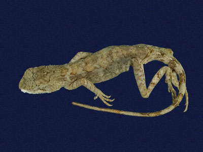 ƦƪԤBǦWG<em>Japalura swinhonis</em><br>W١G廨kh<br>^W١GSwinhoes tree lizard