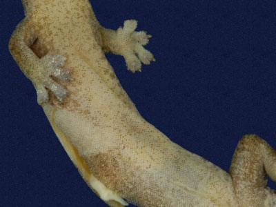 ƦƪԤBǦWG<em>Hemiphyllodactylus typus typus</em><br>W١Gbk粪<br>^W١GIndo-pacific tree gecko