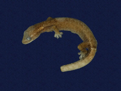 ƦƪԤBǦWG<em>Hemiphyllodactylus typus typus</em><br>W١Gbk粪<br>^W١GIndo-pacific tree gecko