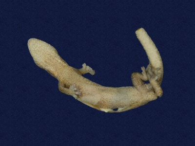 ƦƪԤBǦWG<em>Hemiphyllodactylus typus typus</em><br>W١Gbk粪<br>^W١GIndo-pacific tree gecko