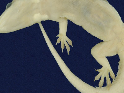 ƦƪԤBǦWG<em>Hemidactylus stejnegeri</em><br>W١GvN粪<br>^W١GStejneger's gecko