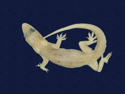 ƦƪԤBǦWG<em>Hemidactylus stejnegeri</em><br>W١GvN粪<br>^W١GStejneger's gecko