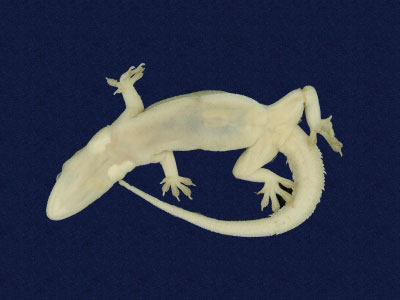 ƦƪԤBǦWG<em>Hemidactylus stejnegeri</em><br>W١GvN粪<br>^W١GStejneger's gecko