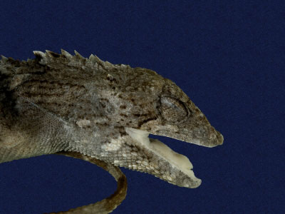 ƦƪԤBǦWG<em>Japalura swinhonis</em><br>W١G廨kh<br>^W١GSwinhoes tree lizard