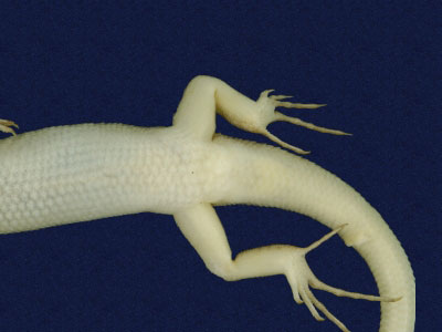 ƦƪԤBǦWG<em>Scincella formosensis</em><br>W١GOWƻh<br>^W١GFormosan smooth skink