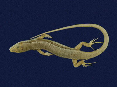 ƦƪԤBǦWG<em>Scincella formosensis</em><br>W١GOWƻh<br>^W١GFormosan smooth skink