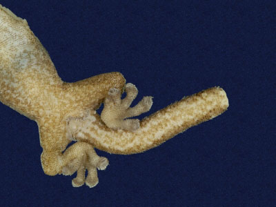 ƦƪԤBǦWG<em>Hemiphyllodactylus typus typus</em><br>W١Gbk粪<br>^W١GIndo-pacific tree gecko