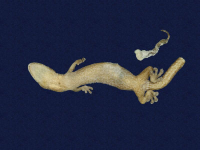 ƦƪԤBǦWG<em>Hemiphyllodactylus typus typus</em><br>W١Gbk粪<br>^W١GIndo-pacific tree gecko