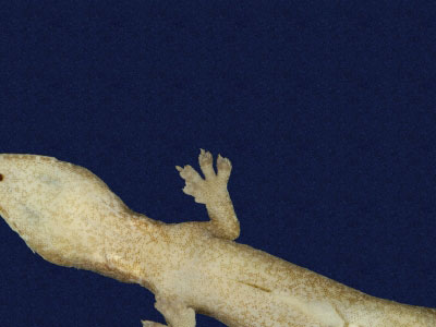 ƦƪԤBǦWG<em>Hemiphyllodactylus typus typus</em><br>W١Gbk粪<br>^W١GIndo-pacific tree gecko