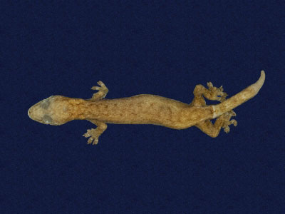 ƦƪԤBǦWG<em>Hemiphyllodactylus typus typus</em><br>W١Gbk粪<br>^W١GIndo-pacific tree gecko