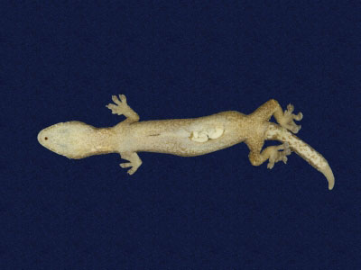 ƦƪԤBǦWG<em>Hemiphyllodactylus typus typus</em><br>W١Gbk粪<br>^W١GIndo-pacific tree gecko