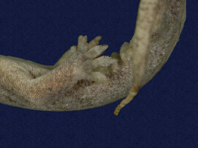 ƦƪԤBǦWG<em>Gekko hokouensis</em><br>W١Guc<br>^W١GHekou's gecko