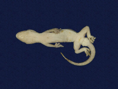 ƦƪԤBǦWG<em>Gekko hokouensis</em><br>W١Guc<br>^W١GHekou's gecko