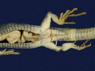 ƦƪԤBǦWG<em>Takydromous hsuehshanensis</em><br>W١Gsh<br>^W١GHsuehshan grass lizard