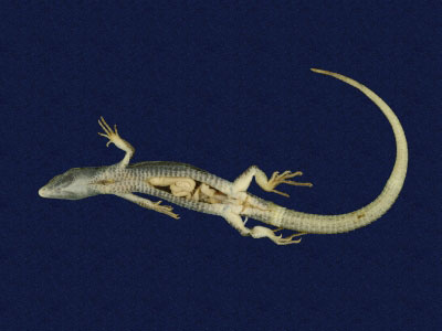 ƦƪԤBǦWG<em>Takydromous hsuehshanensis</em><br>W١Gsh<br>^W١GHsuehshan grass lizard