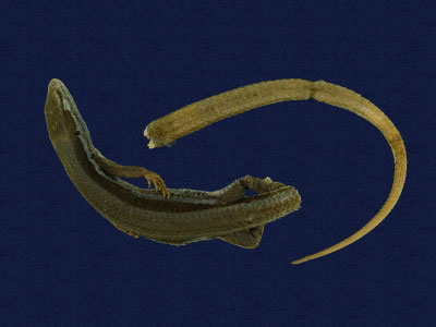 ƦƪԤBǦWG<em>Takydromous hsuehshanensis</em><br>W١Gsh<br>^W١GHsuehshan grass lizard