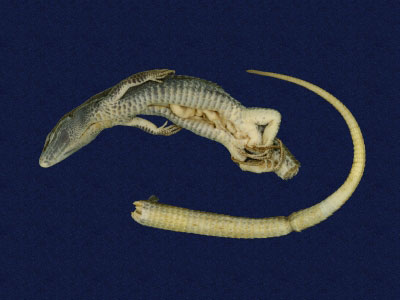 ƦƪԤBǦWG<em>Takydromous hsuehshanensis</em><br>W١Gsh<br>^W١GHsuehshan grass lizard