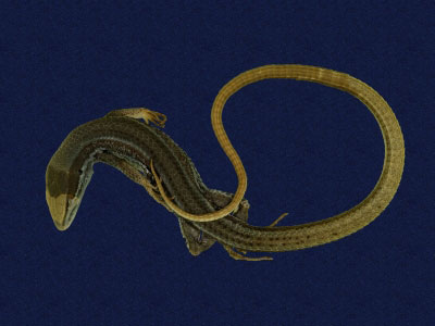 ƦƪԤBǦWG<em>Takydromous hsuehshanensis</em><br>W١Gsh<br>^W١GHsuehshan grass lizard