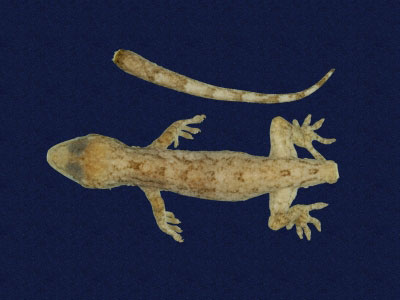 ƦƪԤBǦWG<em>Gekko hokouensis</em><br>W١Guc<br>^W١GHekou's gecko