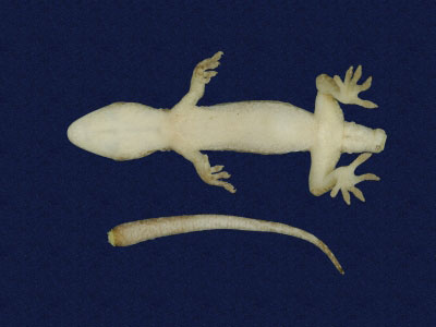 ƦƪԤBǦWG<em>Gekko hokouensis</em><br>W١Guc<br>^W١GHekou's gecko