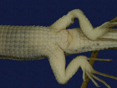 ƦƪԤBǦWG<em>Takydromous formosanus</em><br>W١GOWh<br>^W١GFormosan grass lizard