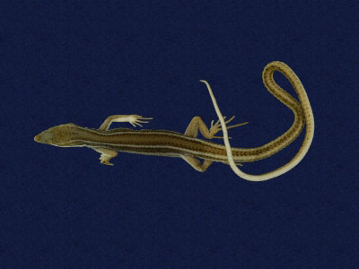 ƦƪԤBǦWG<em>Takydromous formosanus</em><br>W١GOWh<br>^W١GFormosan grass lizard