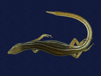 ƦƪԤBǦWG<em>Takydromous formosanus</em><br>W١GOWh<br>^W١GFormosan grass lizard