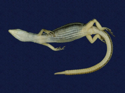 ƦƪԤBǦWG<em>Takydromous formosanus</em><br>W١GOWh<br>^W١GFormosan grass lizard