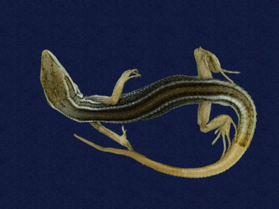 ƦƪԤBǦWG<em>Takydromous formosanus</em><br>W١GOWh<br>^W١GFormosan grass lizard