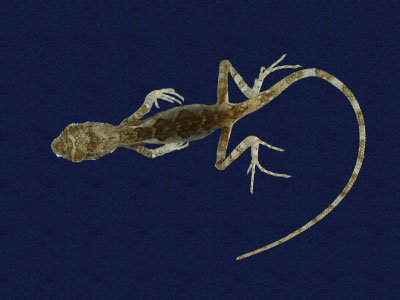 ƦƪԤBǦWG<em>Japalura polygonata xanthostoma</em><br>W١Gfkh<br>^W١GYellow-mouthed japalura