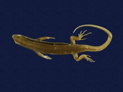 ƦƪԤBǦWG<em>Sphenomorphus indicus</em><br>W١GL׸h<br>^W١GIndian forest skink