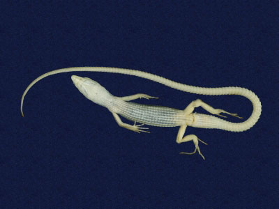 ƦƪԤBǦWG<em>Takydromous formosanus</em><br>W١GOWh<br>^W١GFormosan grass lizard