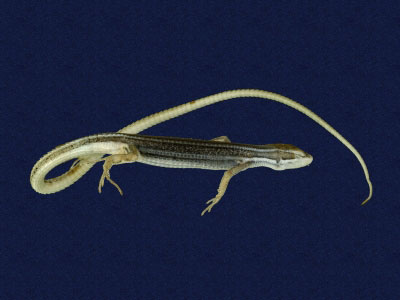 ƦƪԤBǦWG<em>Takydromous formosanus</em><br>W١GOWh<br>^W١GFormosan grass lizard