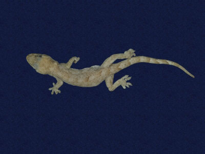 ƦƪԤBǦWG<em>Gekko hokouensis</em><br>W١Guc<br>^W١GHekou's gecko