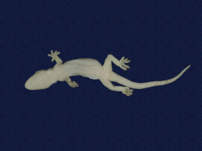 ƦƪԤBǦWG<em>Gekko hokouensis</em><br>W١Guc<br>^W١GHekou's gecko