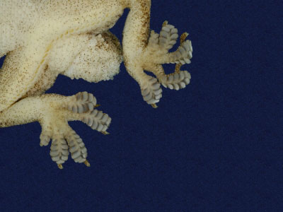 ƦƪԤBǦWG<em>Hemidactylus frenatus</em><br>W١G粪<br>^W١GCommon house gecko