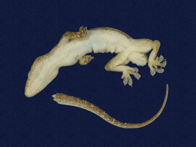 ƦƪԤBǦWG<em>Hemidactylus frenatus</em><br>W١G粪<br>^W١GCommon house gecko