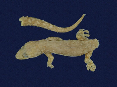 ƦƪԤBǦWG<em>Hemidactylus frenatus</em><br>W١G粪<br>^W١GCommon house gecko