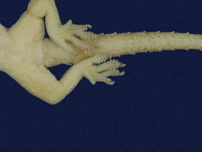 ƦƪԤBǦWG<em>Hemidactylus frenatus</em><br>W١G粪<br>^W١GCommon house gecko