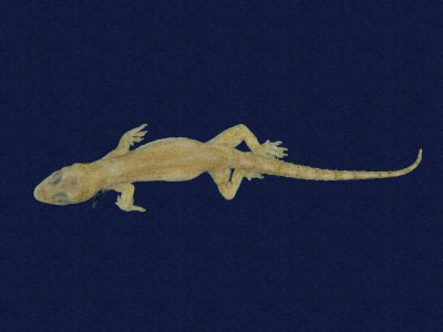 ƦƪԤBǦWG<em>Hemidactylus frenatus</em><br>W١G粪<br>^W١GCommon house gecko