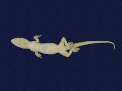 ƦƪԤBǦWG<em>Hemidactylus frenatus</em><br>W١G粪<br>^W١GCommon house gecko