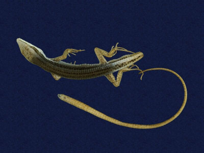 ƦƪԤBǦWG<em>Platyplacopus kuehnei</em><br>W١GOWah<br>^W١GGround lizard