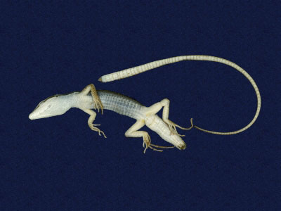 ƦƪԤBǦWG<em>Platyplacopus kuehnei</em><br>W١GOWah<br>^W١GGround lizard