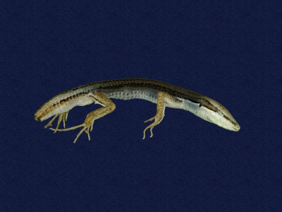 ƦƪԤBǦWG<em>Platyplacopus kuehnei</em><br>W١GOWah<br>^W١GGround lizard